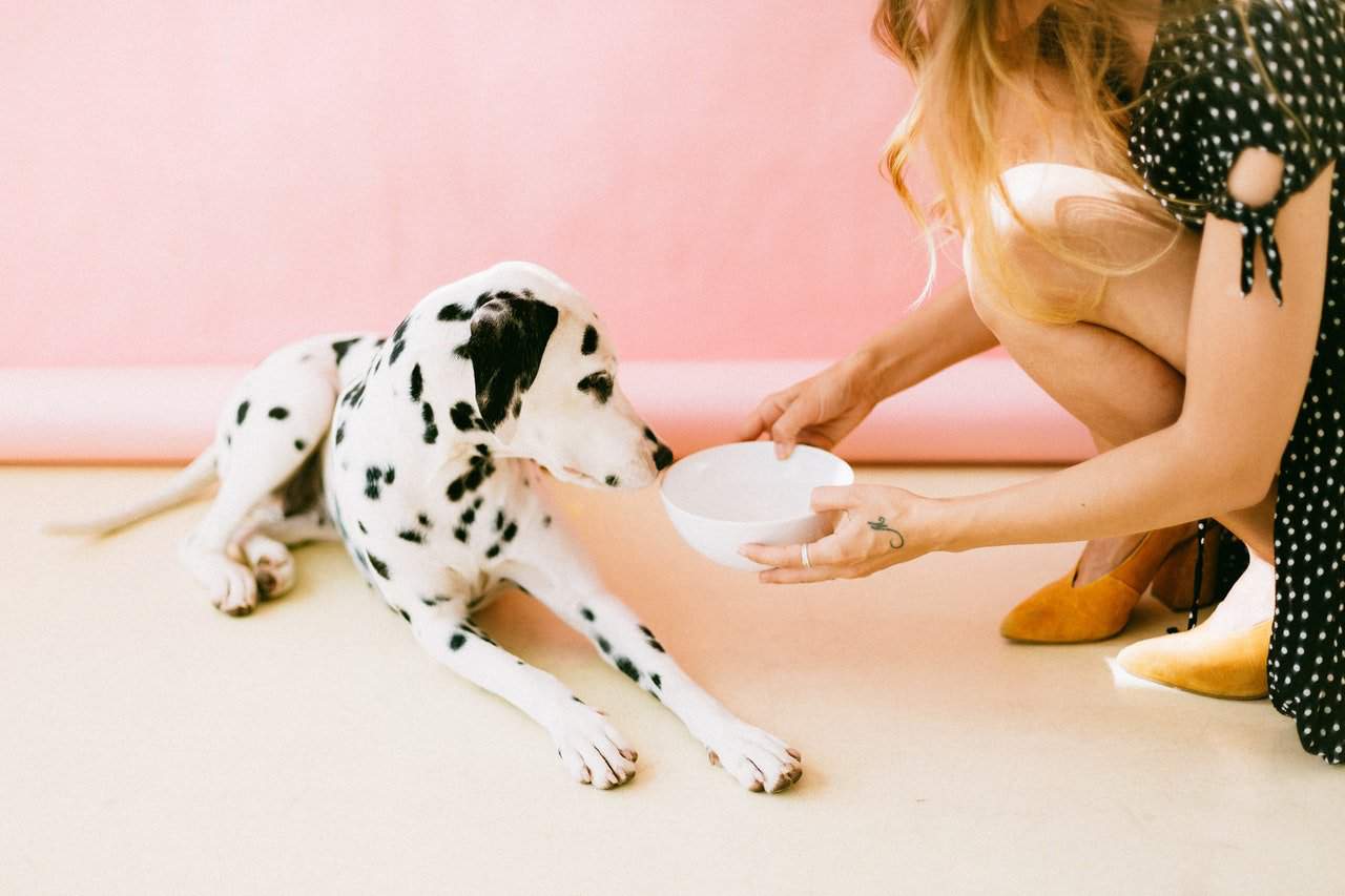 What should your pet eat? We suggest how to feed your dog properly