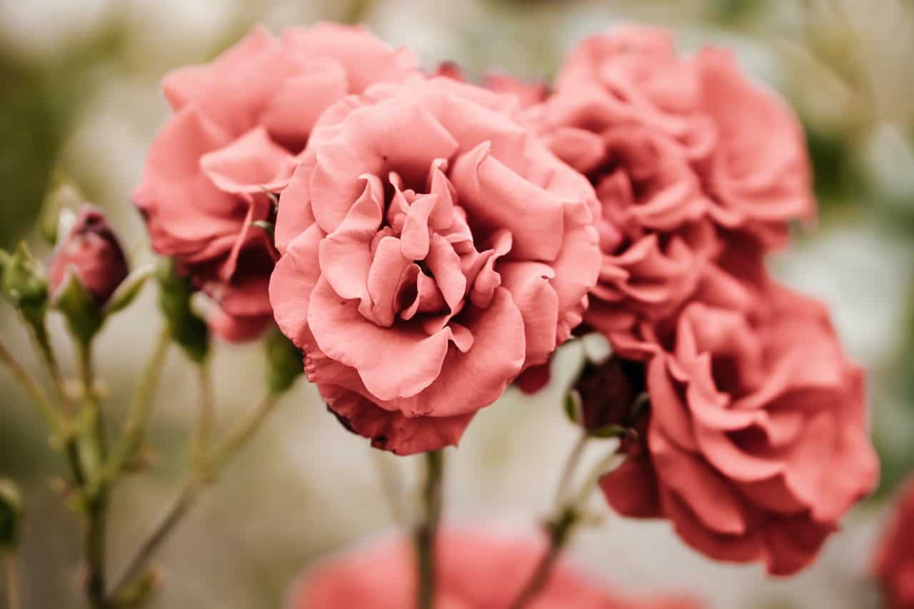 How to care for garden roses?
