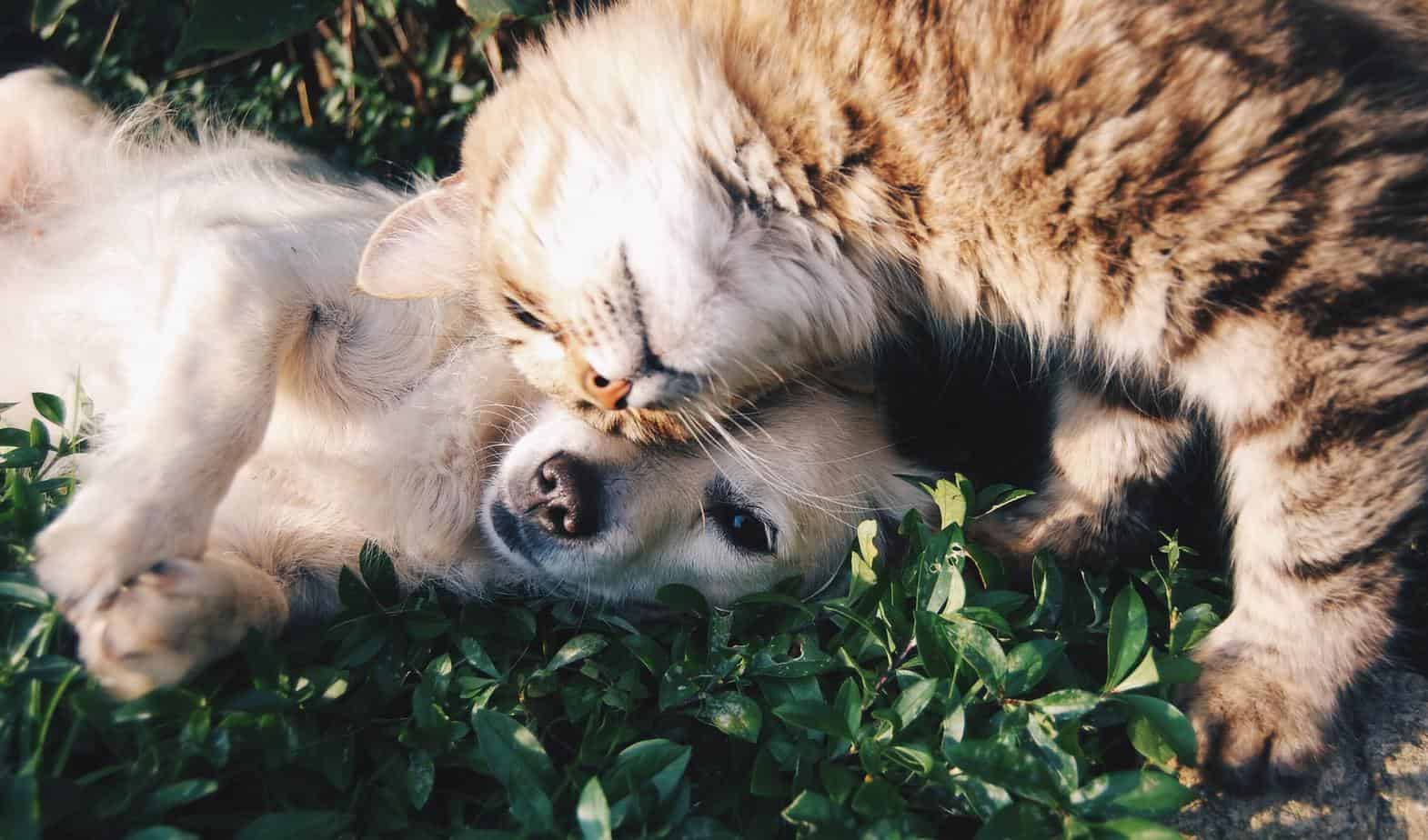 What’s useful in caring for your dog and cat?