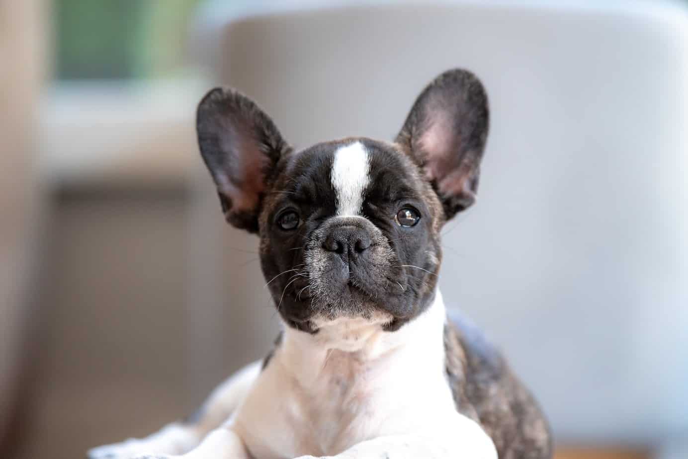 Preparing to Bring Home a Male French Bulldog Puppy