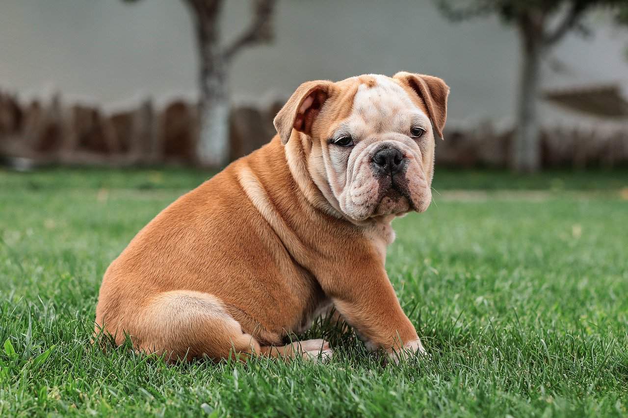 Things to Consider Before Adding a Male English Bulldog Puppy to Your Family