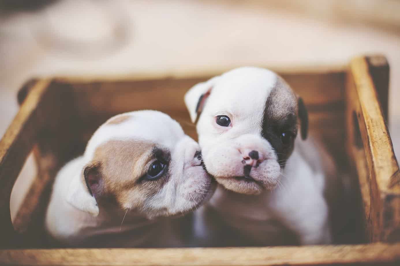 How to Choose the Perfect Male English Bulldog Puppy