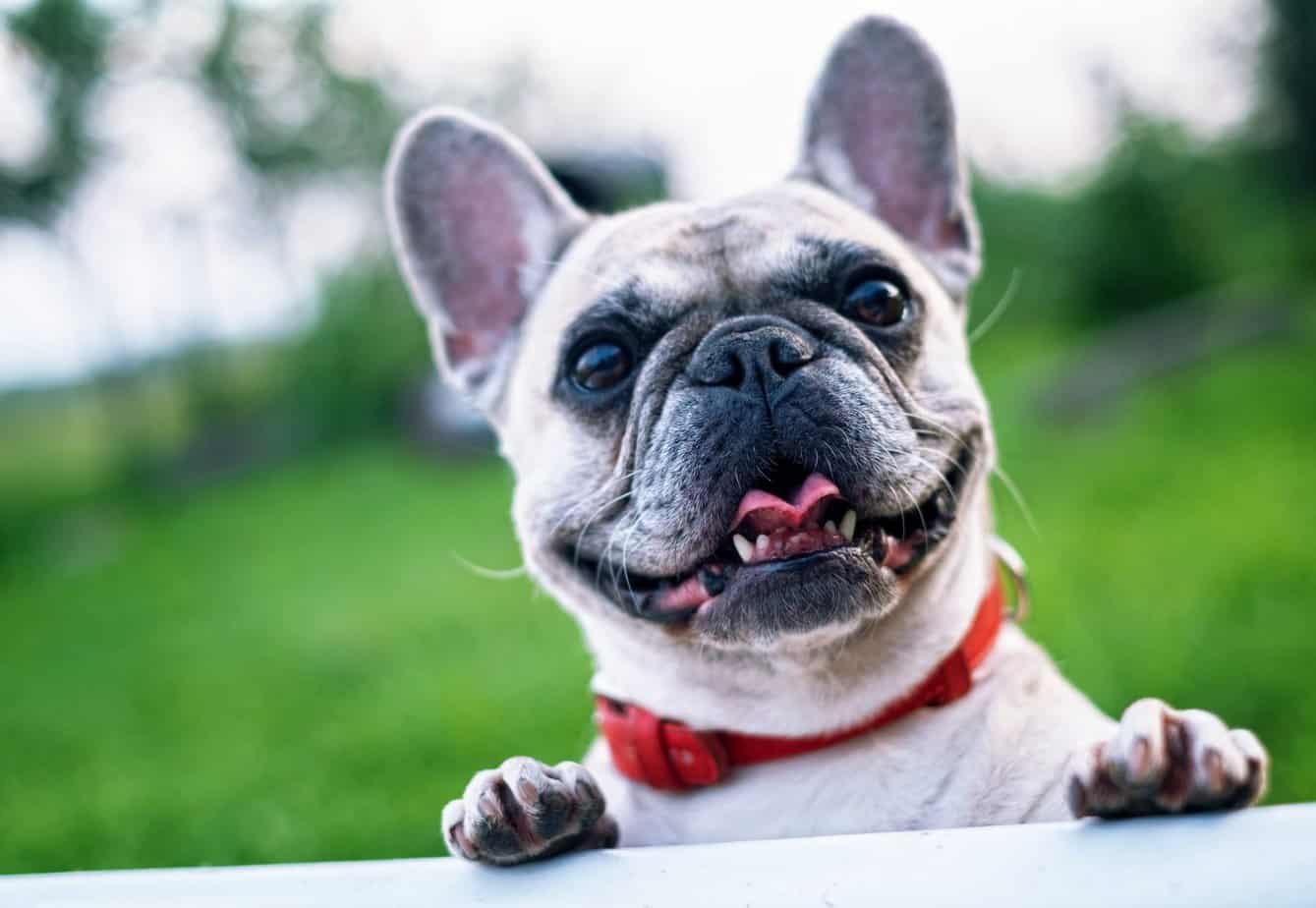 Games and Activities for Female English Bulldog Puppies: Keeping Them Happy and Healthy!