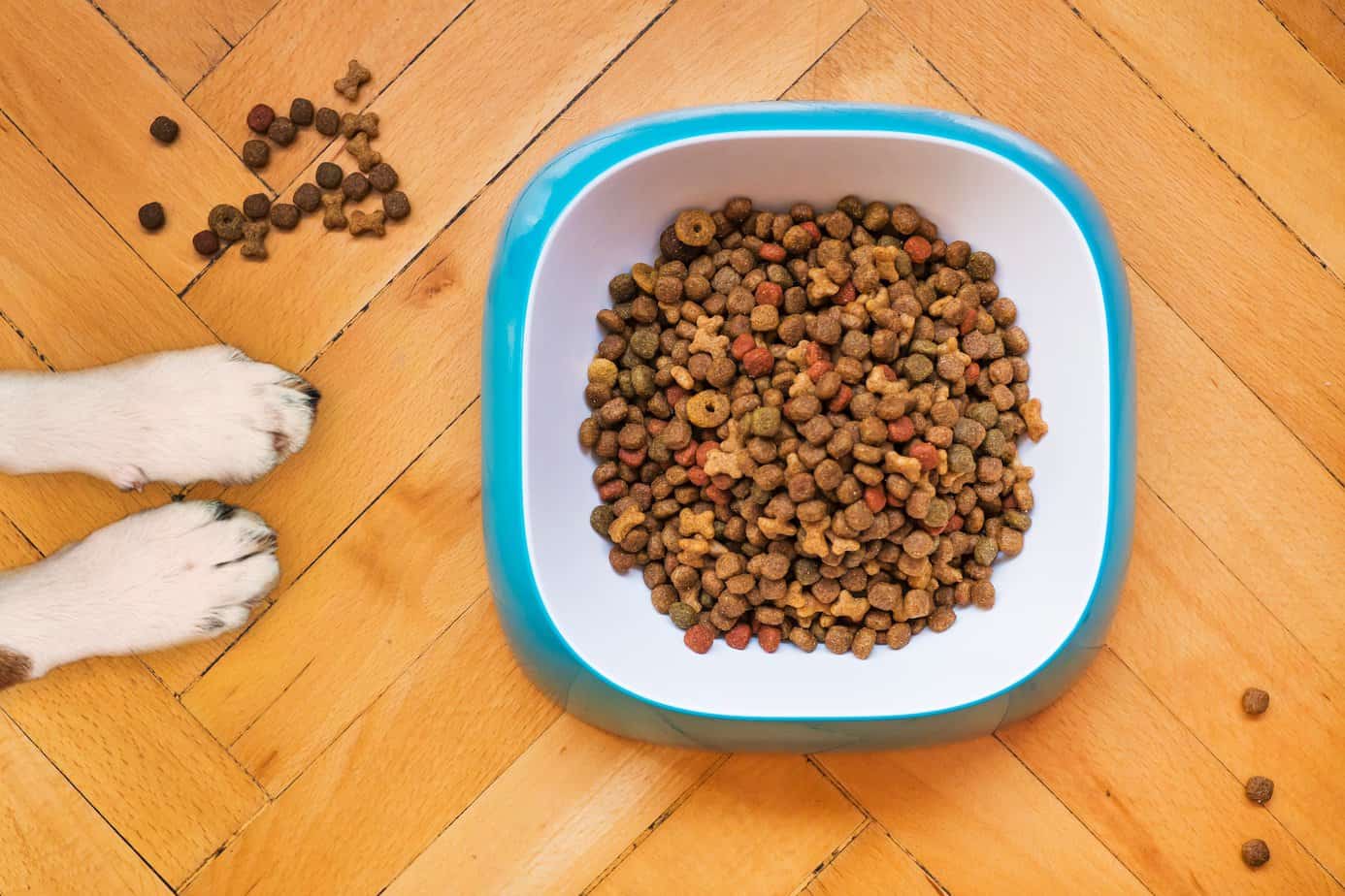 Nourishing Your Canine Companion: A Guide to a Varied Diet